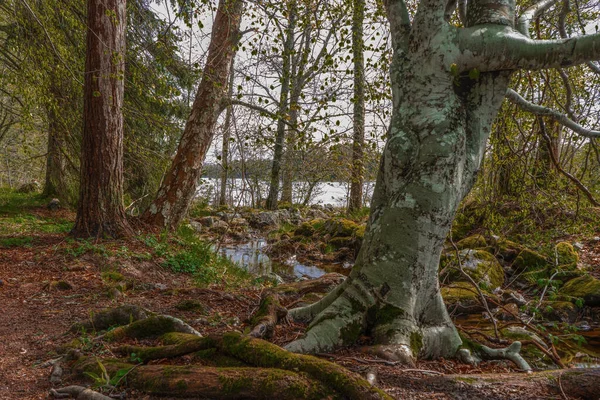 Скандинавський Ліс Навесні Фото Солодкої Природи Національний Парк Фарнебофьярден — стокове фото
