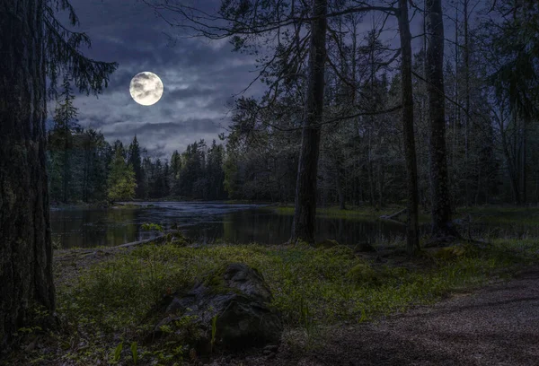 İsveç ormanı. Karanlık kavram. İsveç doğasının fotoğrafı. Farnebofjarden Ulusal Parkı.