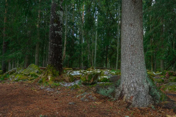 Floresta Sueca Conceito Obscuro Foto Natureza Sueca Parque Nacional Farnebofjarden — Fotografia de Stock