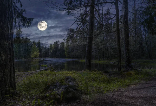 Шведський Ліс Темна Концепція Фото Солодкої Природи Національний Парк Фарнебофьярден Стокова Картинка