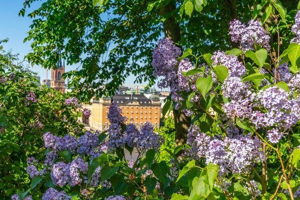 Sodermalm bölgesinden Stockholm manzarası. Eski kasabanın panoraması (Gamla Stan). Leylak buch ile görüntüle.