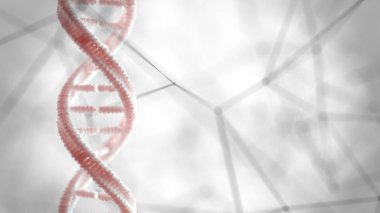 DNA yapısı genetik materyal