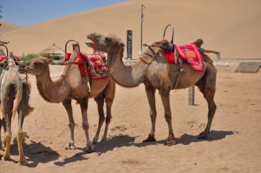 Dunhuang, Gansu, China kum üzerinde duran Develer çöl