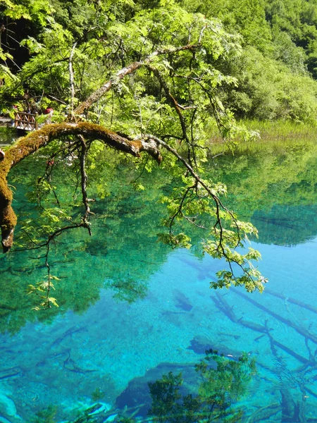 Lago Azul Verde Jiuzhaigou Sichuan China — Foto de Stock