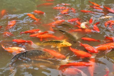 Bir gölet kırmızı goldfishes tam ayrıntı. Resim Pingyao, Shanxi, China