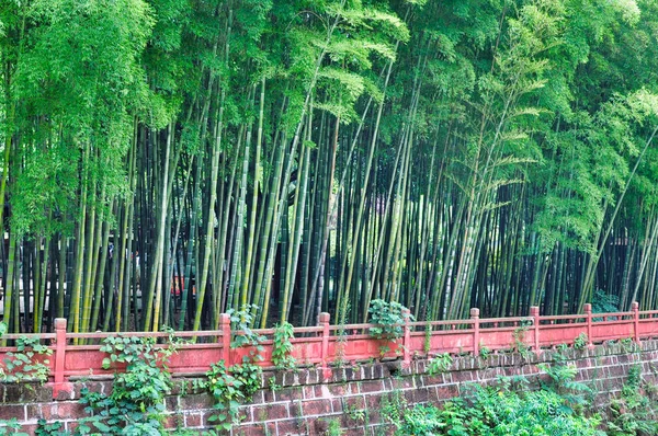 Bamboo Tree Forest Leshan Sichuan China — Stock Photo, Image