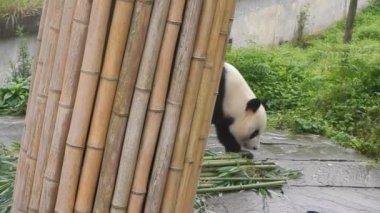 Panda Sichuan, Çin bir rezerv yürüyüş
