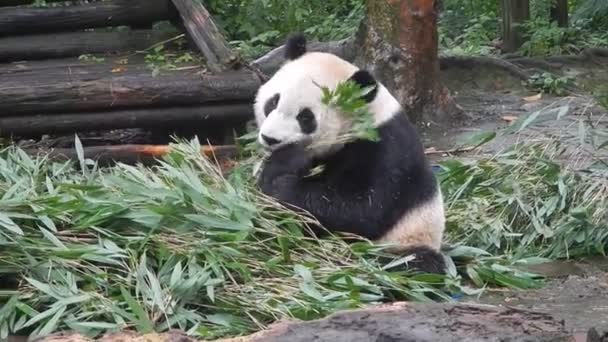 Panda Jedzenie Bambooin Rezerwy Sichuan Chiny — Wideo stockowe