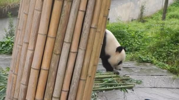 Paseando Panda Una Reserva Sichuan China — Vídeo de stock