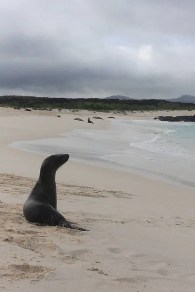 Isole Galapagos e la sua fauna e natura, in Ecuador — Foto Stock