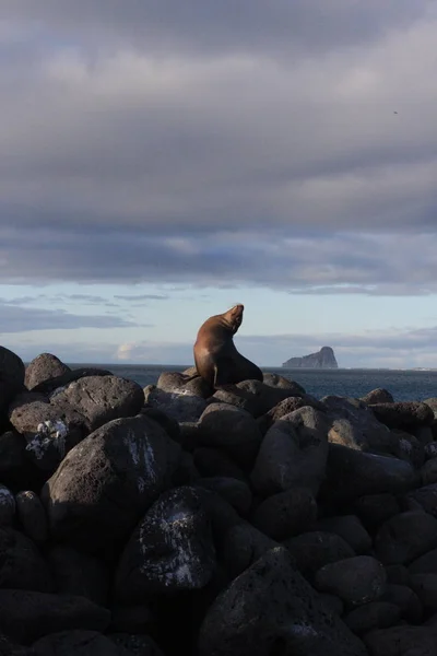 Isole Galapagos e la sua fauna e natura, in Ecuador — Foto Stock