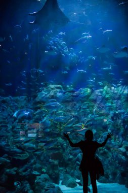 Ocean Park'taki Büyük Akvaryum, Hong Kong