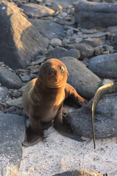 Isole Galapagos e la sua fauna e natura, in Ecuador — Foto Stock