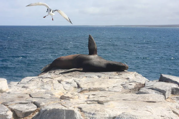 Isole Galapagos e la sua fauna e natura, in Ecuador — Foto Stock