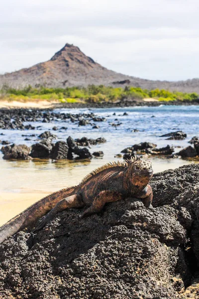 Ilhas Galápagos e sua vida selvagem e natureza, no Equador — Fotografia de Stock