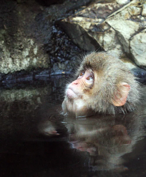 Горячая ванна для снежных обезьян в обезьяньем парке Джигокудани в Японии — стоковое фото