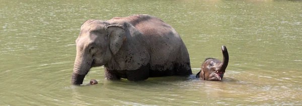 Santuario de Elefantes en Luang Prabang en Laos — Foto de Stock