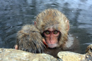 Nagano Japonya Jigokudani Monkey Park kar maymunlar için sıcak banyo