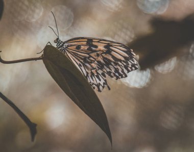 Bohol orman, katran ve çikolata tepeler, Cebu, Filipinler