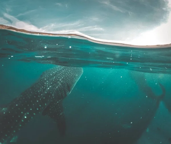 Balina köpekbalığı Oslob, Cebu, Filipinler doğal kıyılarında izliyor — Stok fotoğraf