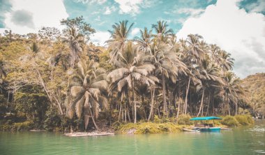 Bohol orman, katran ve çikolata tepeler, Cebu, Filipinler
