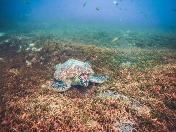 Praia da Martinica e mergulho de tartaruga nas ilhas do Caribe — Fotografia de Stock