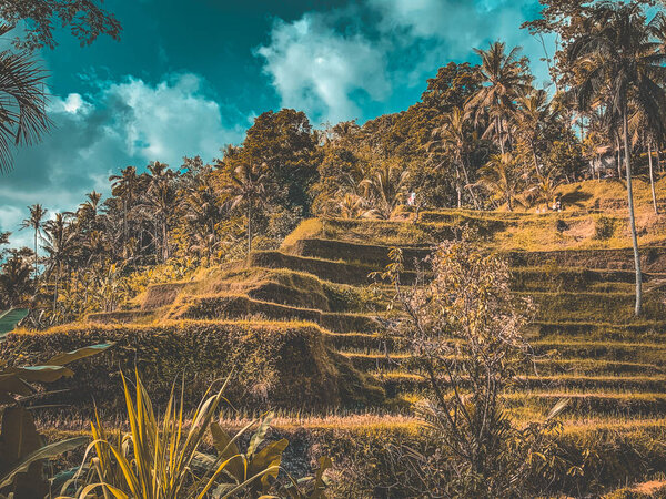 Тегаллаланг Рисовые террасы сверху, в Убуде, Бали, Индонезия
