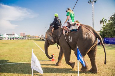 Bangkok riverside Polo Elephant Olay, Tayland