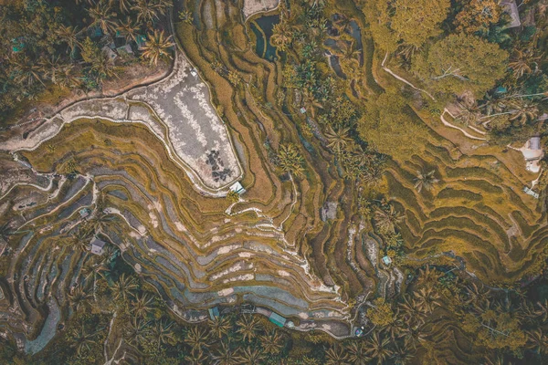 Terrasses de riz Tegallalang d'en haut, à Ubud, Bali, Indonésie — Photo