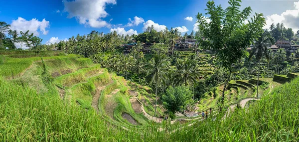 Tegallalang Rice terasy shora, v Ubud, Bali, Indonésie — Stock fotografie