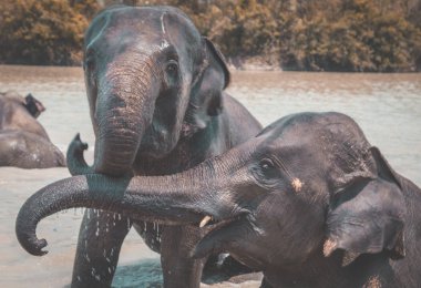 Tayland Isaan Fil Sanctuary banyo