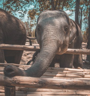Tayland Isaan Fil Sanctuary banyo