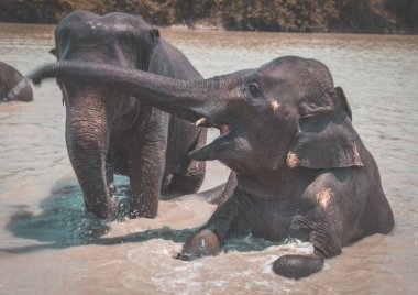 Tayland Isaan Fil Sanctuary banyo