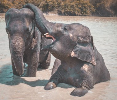 Tayland Isaan Fil Sanctuary banyo