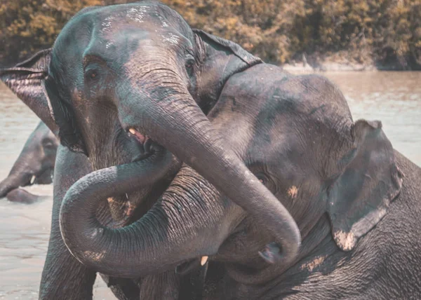 Святилище слонов купается в Исаане, Таиланд — стоковое фото