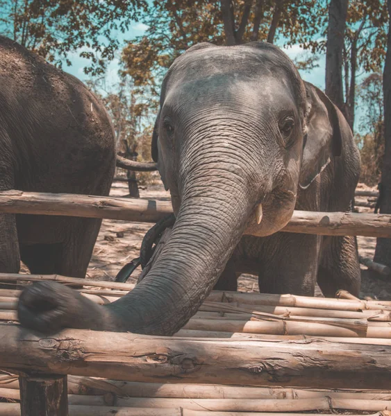 Tayland Isaan Fil Sanctuary banyo