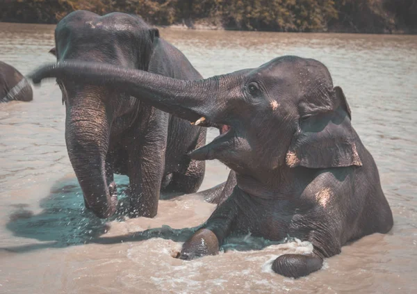 Tayland Isaan Fil Sanctuary banyo