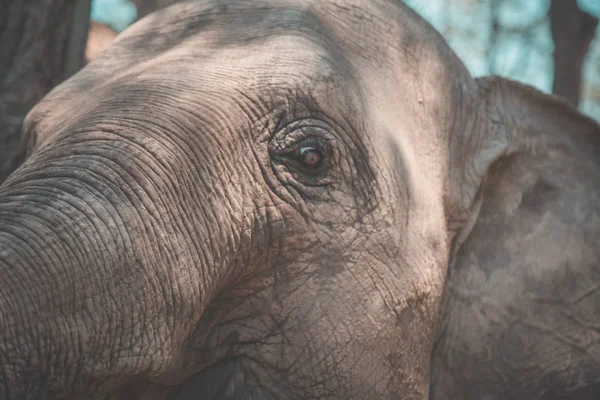 Tayland Isaan Fil Sanctuary banyo