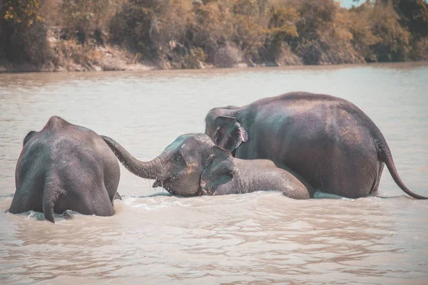 Святилище слонов купается в Исаане, Таиланд — стоковое фото
