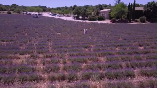 Ardeche Lavanda Desfiladeiro Vista Aérea França — Vídeo de Stock