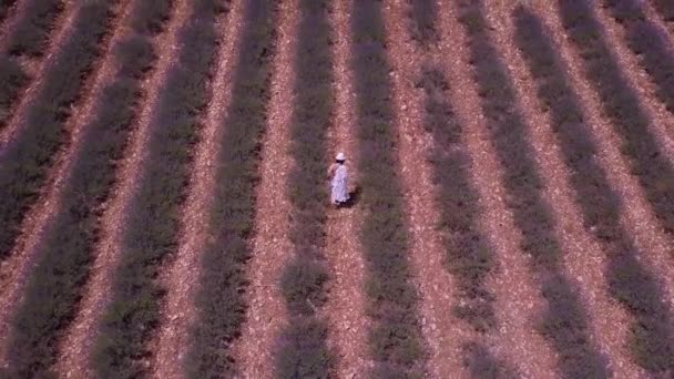 Ardeche Lavendel Och Ravin Antenn Utsikt Frankrike — Stockvideo