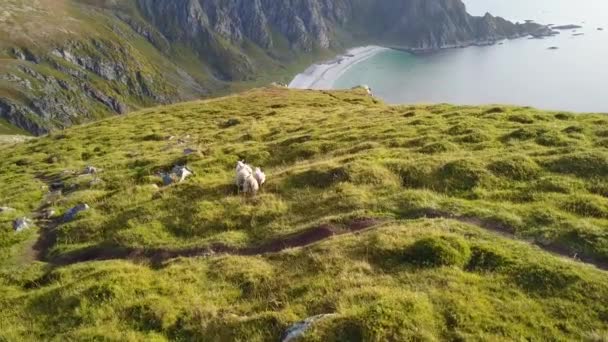 挪威的Lofoten岛和海滩鸟瞰 — 图库视频影像