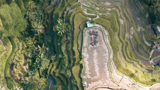 Zdjęcia Lotnicze Tarasów Ryżowych Tegallalang Ubud Bali Indonezja — Wideo stockowe