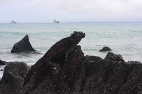 Galapagos-Inseln und ihre Tierwelt und Natur, in Ecuador — Stockfoto