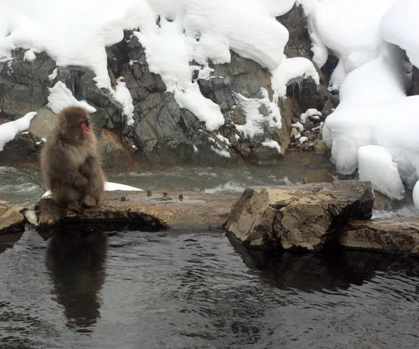 Warm bad voor sneeuwapen in Jigokudani Monkey Park in Nagano Japan — Stockfoto