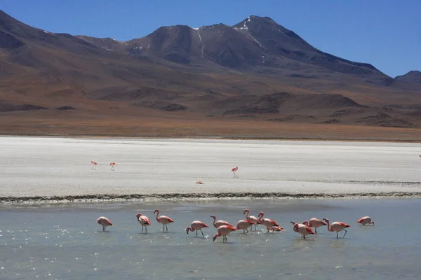 Salar de Uyuni, au milieu des Andes dans le sud-ouest de la Bolivie — Photo