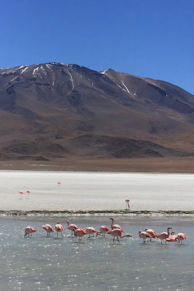 Salar de Uyuni, au milieu des Andes dans le sud-ouest de la Bolivie — Photo