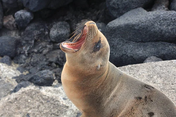 Ilhas Galápagos e sua vida selvagem e natureza, no Equador — Fotografia de Stock