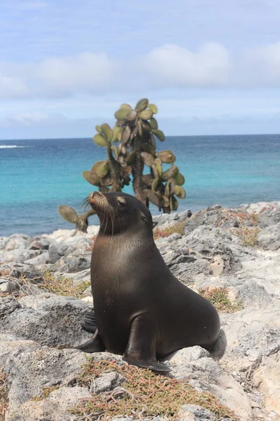 Galapagos islands and its wildlife and nature, in Ecuador — Stock Photo, Image