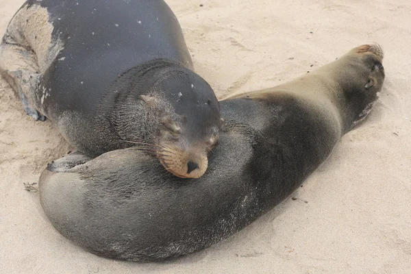 Isole Galapagos e la sua fauna e natura, in Ecuador — Foto Stock